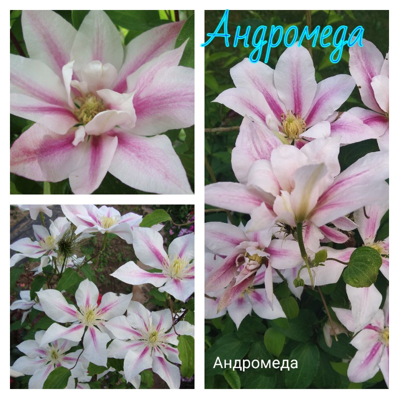 клематис андромеда